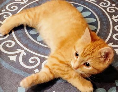 Enlarge Velma, an adopted Domestic Short Hair in Fair Oaks, CA image 1/2