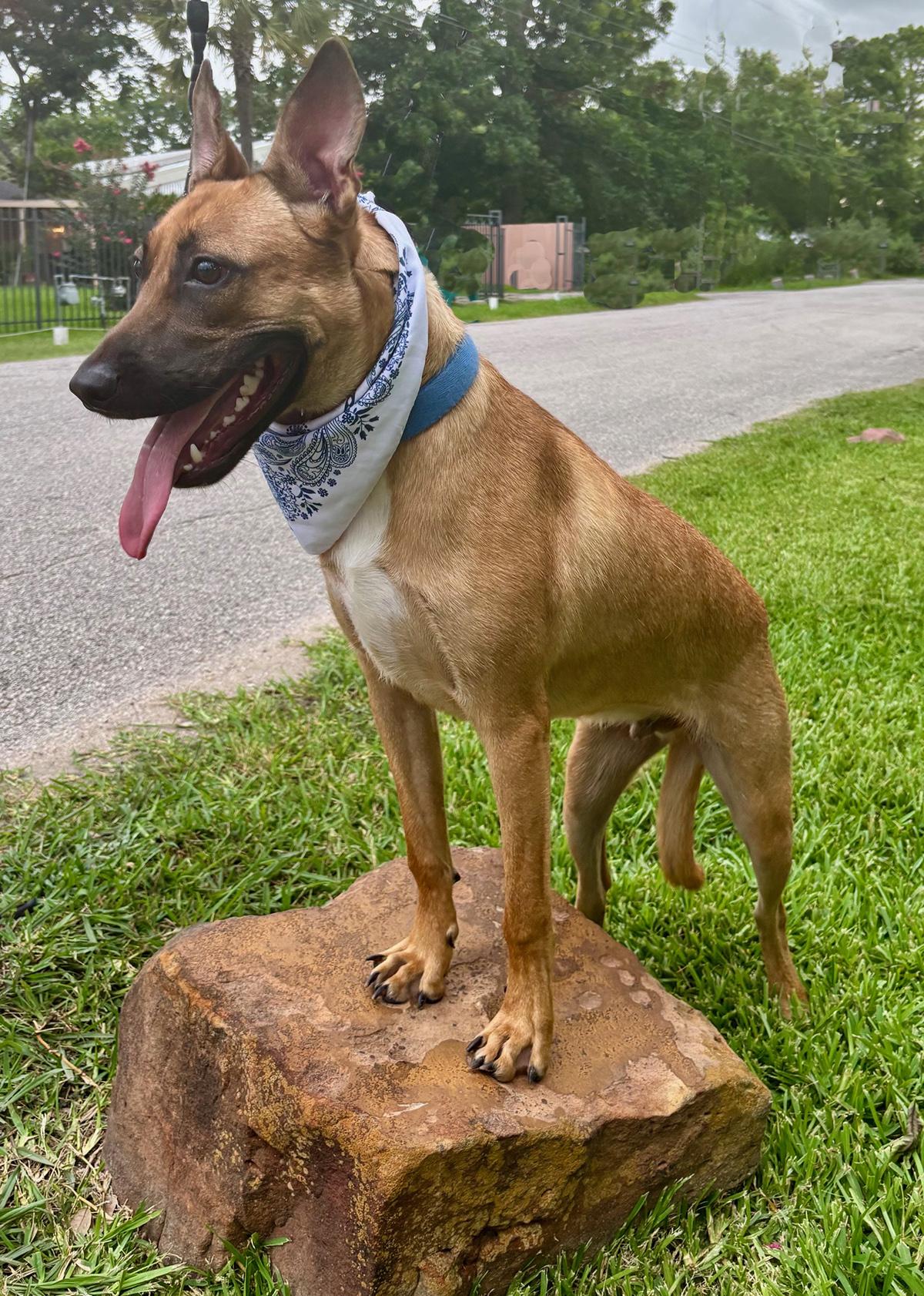 WENDALL - SWEET BOY!