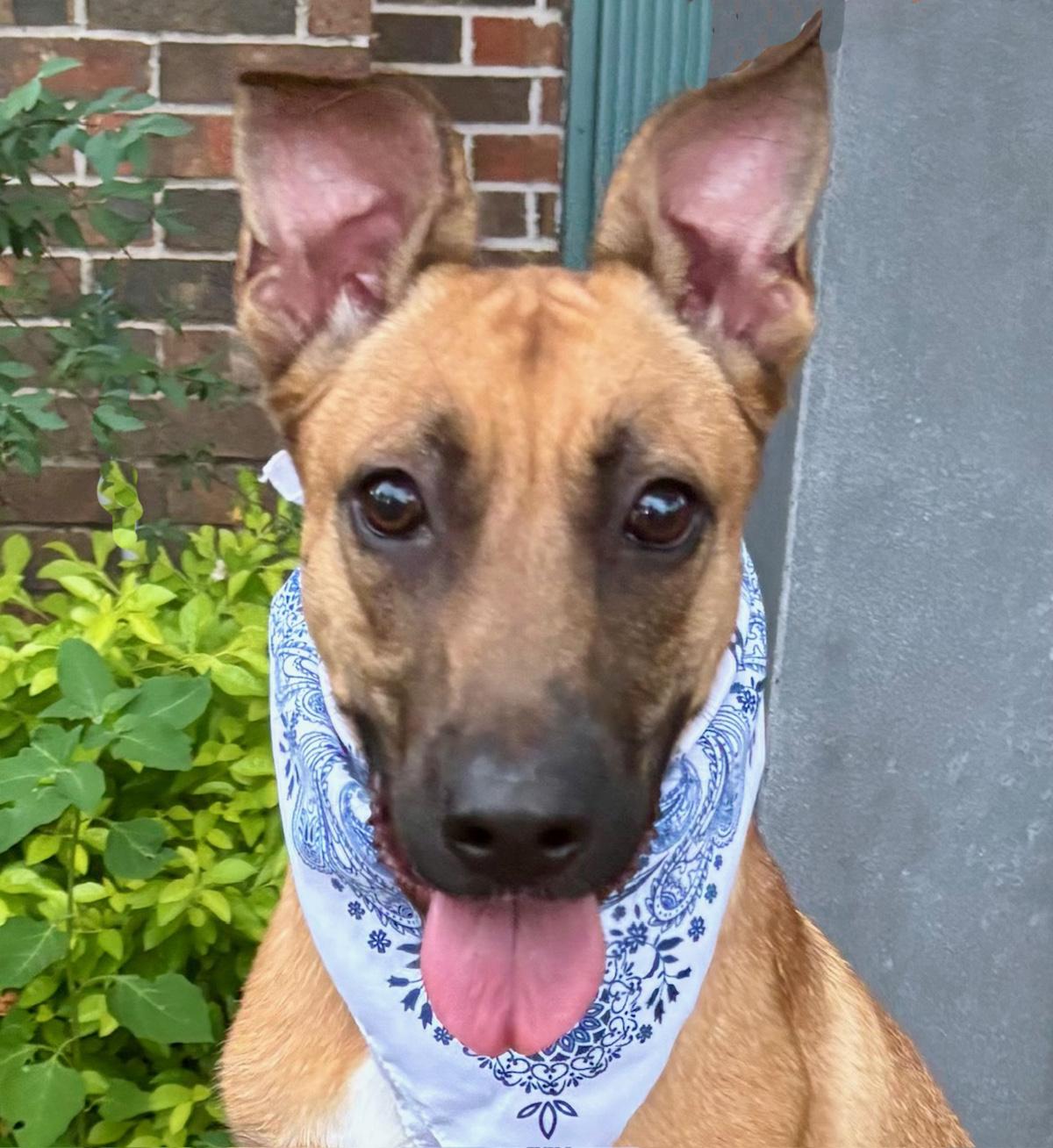 WENDALL - SWEET BOY! — thumbnail 5