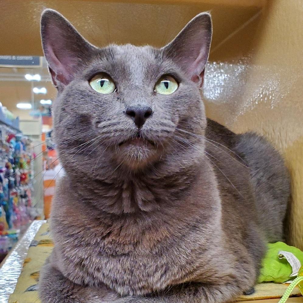 Enlarge Biggie, a Adoptable Russian Blue in Hemet, CA image 1/1