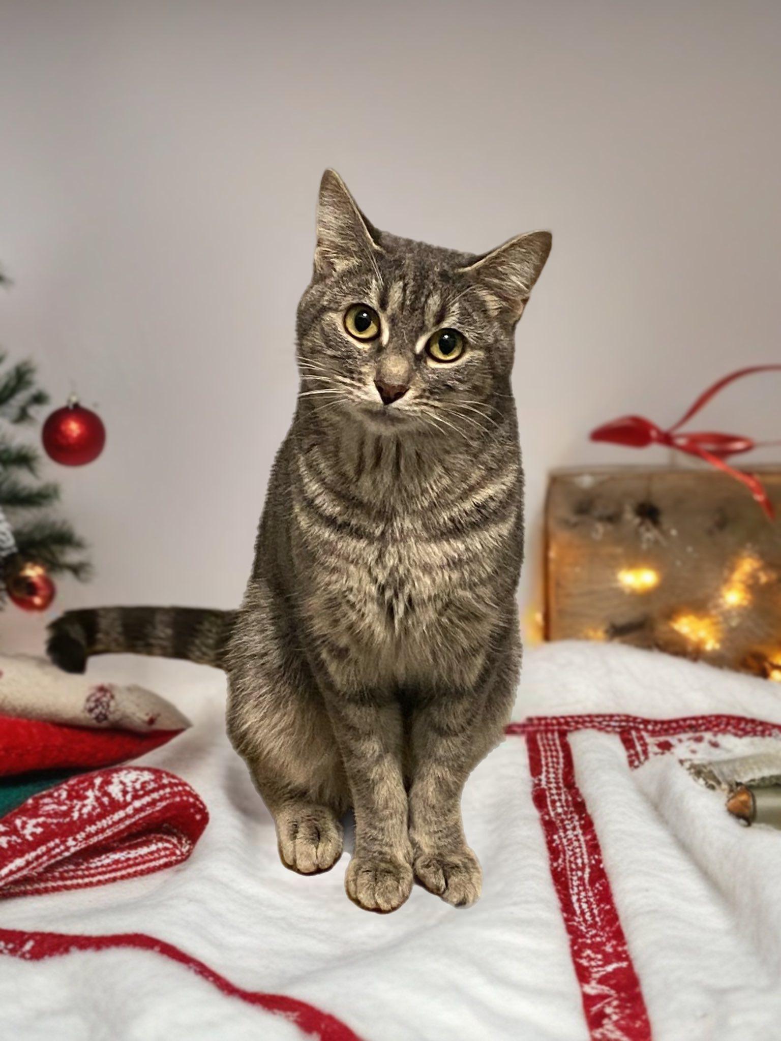 MASHED POTATO, a Adoptable Domestic Short Hair in Graham, WA image 1/4
