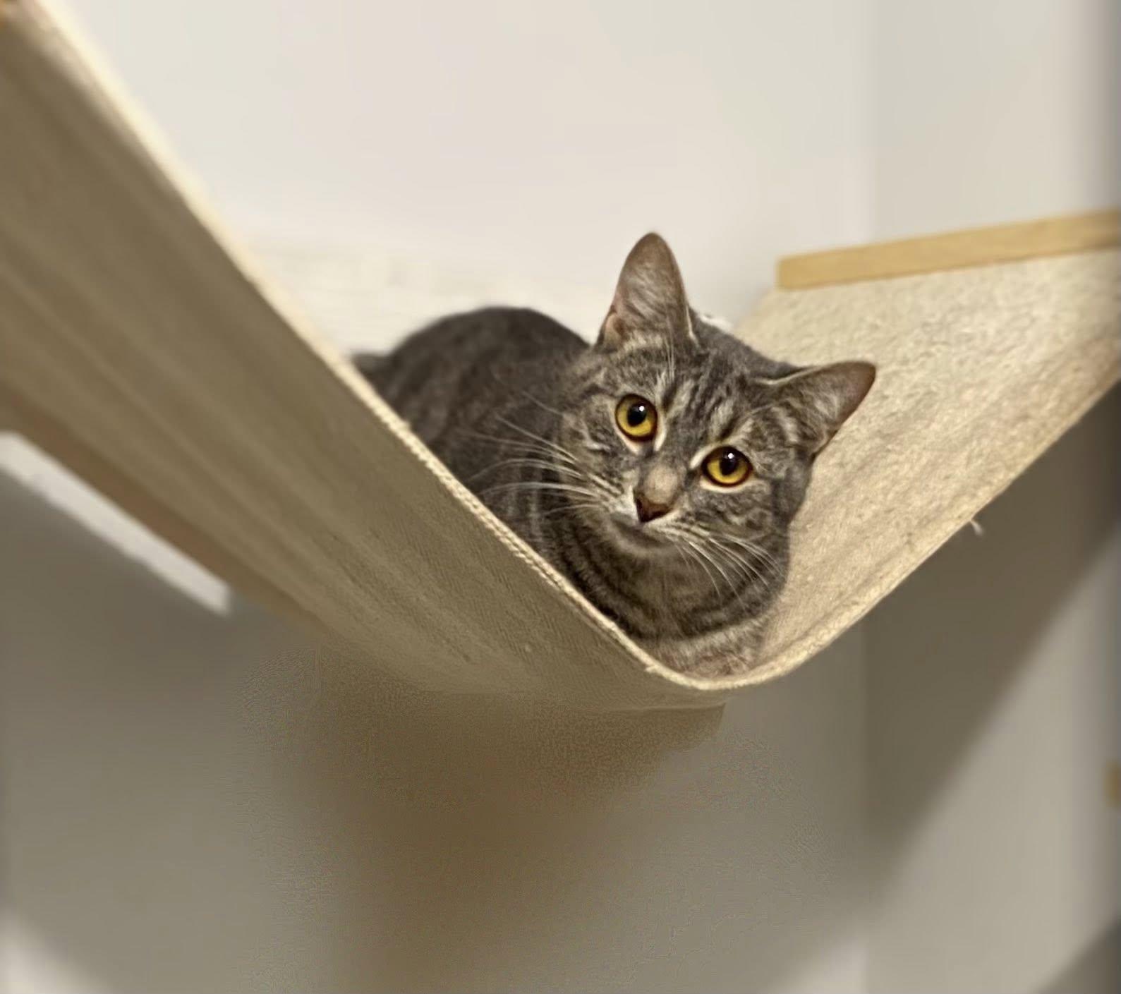 MASHED POTATO, a Adoptable Domestic Short Hair in Graham, WA image 2/4