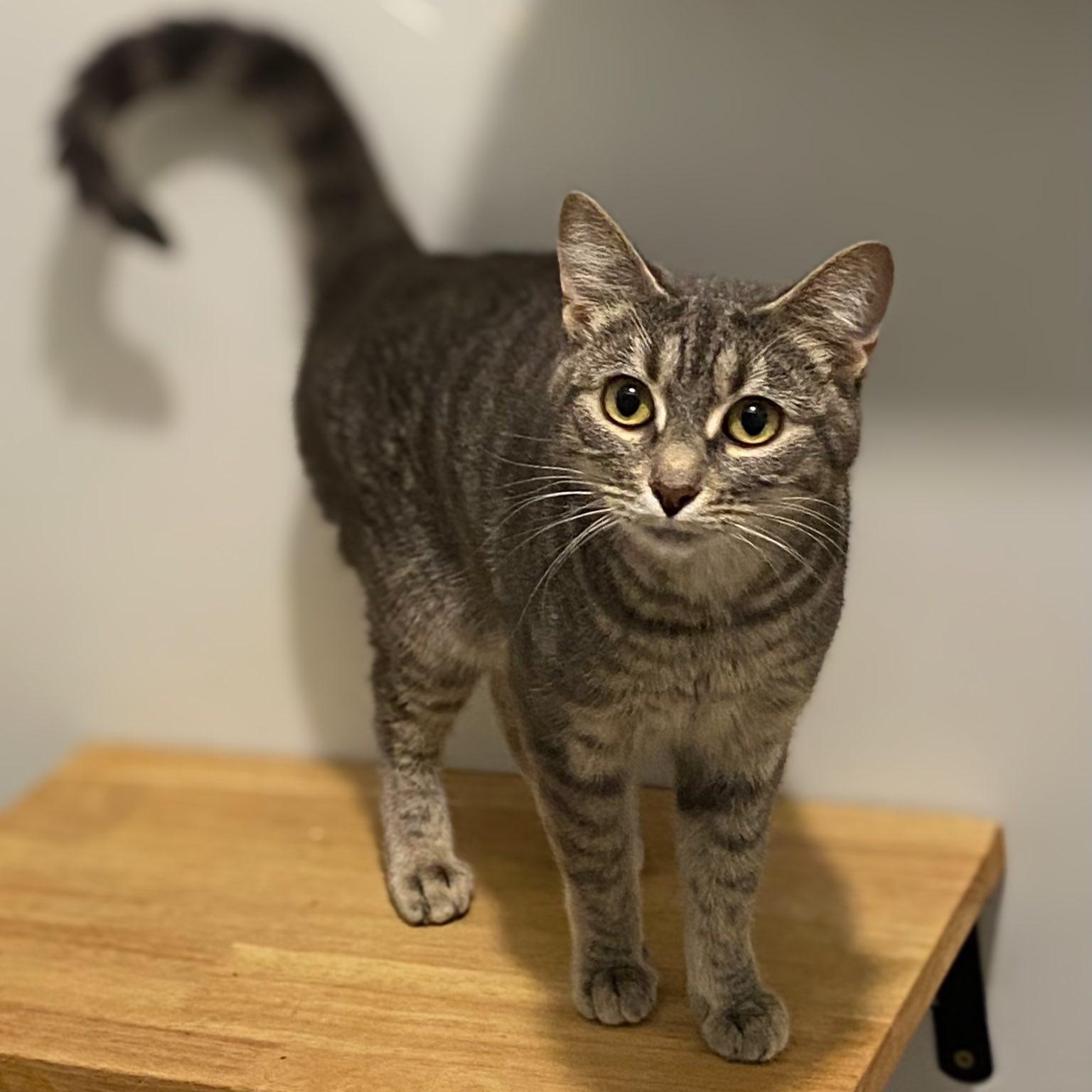 MASHED POTATO, Adoptable, Young Female Domestic Short Hair.