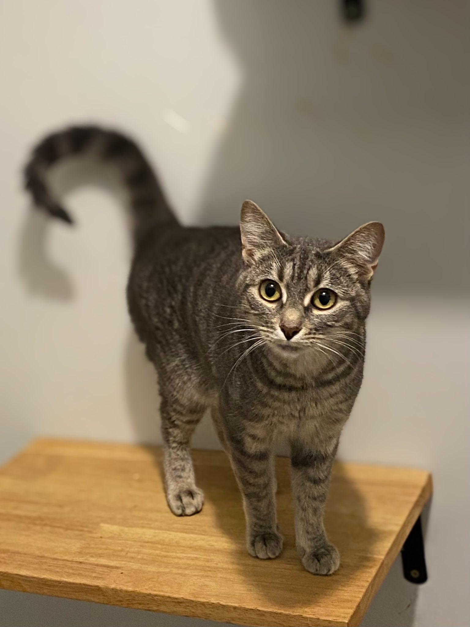 MASHED POTATO, a Adoptable Domestic Short Hair in Graham, WA image 4/4