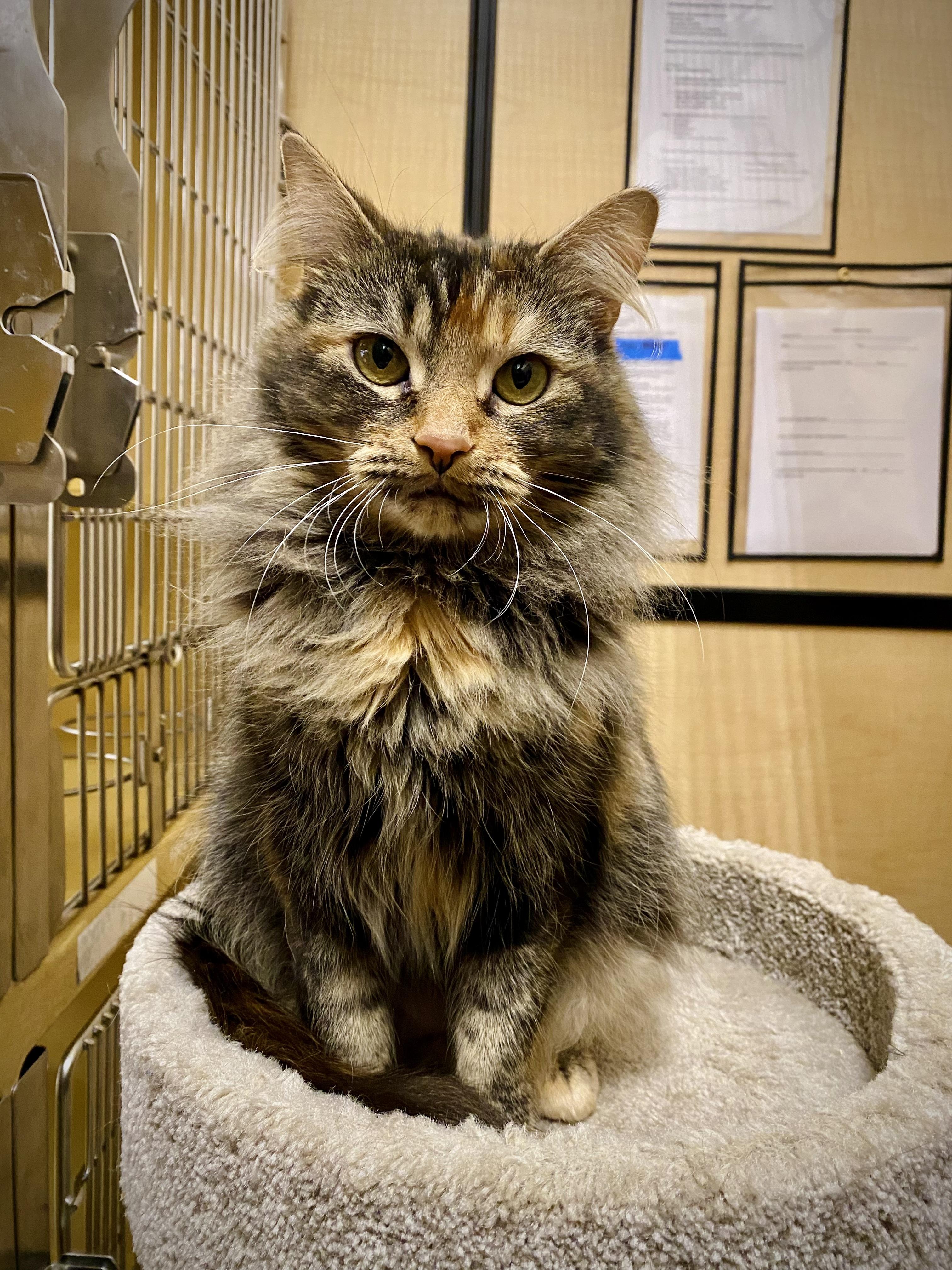 Paprika, ADOPTABLE, Young Female Domestic Long Hair.