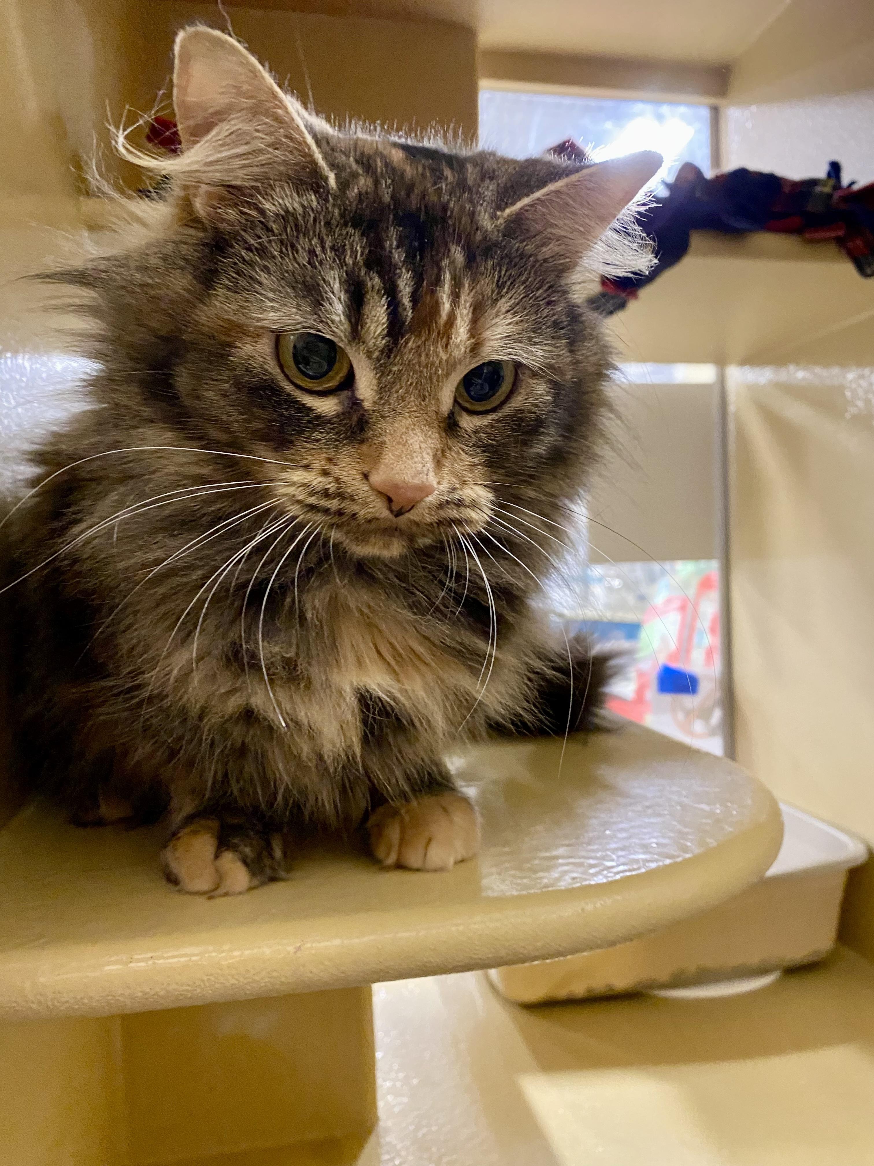 Paprika, ADOPTABLE, Young Female Domestic Long Hair.