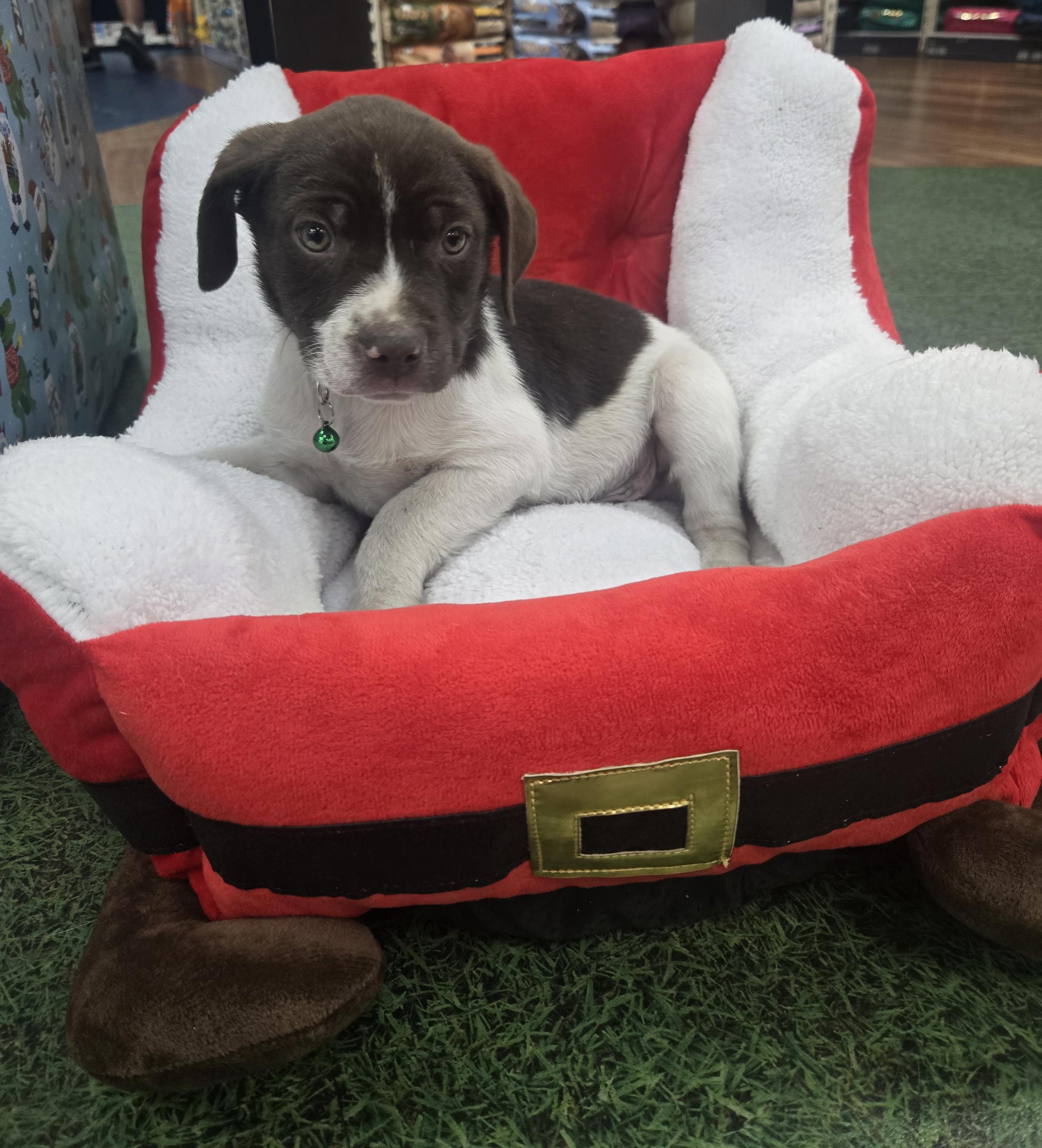 Enlarge Yogi, an adoptable mixed breed in Orlando, FL image 2/6