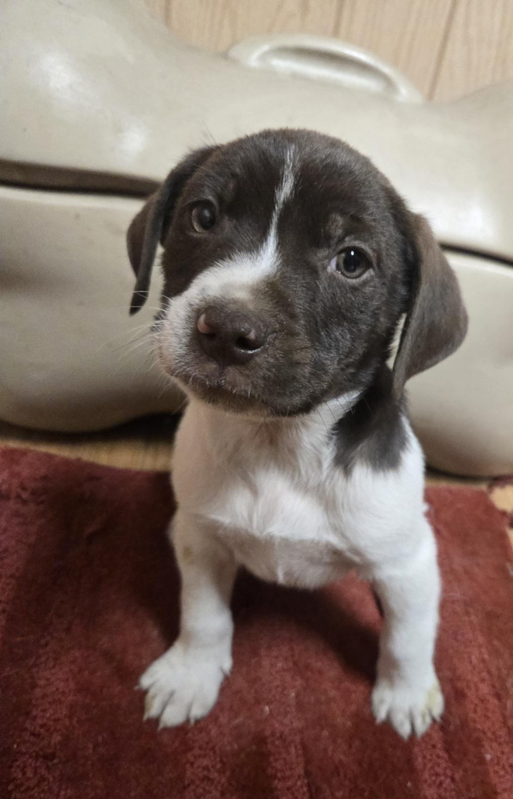 Enlarge Yogi, an adoptable mixed breed in Orlando, FL image 6/6