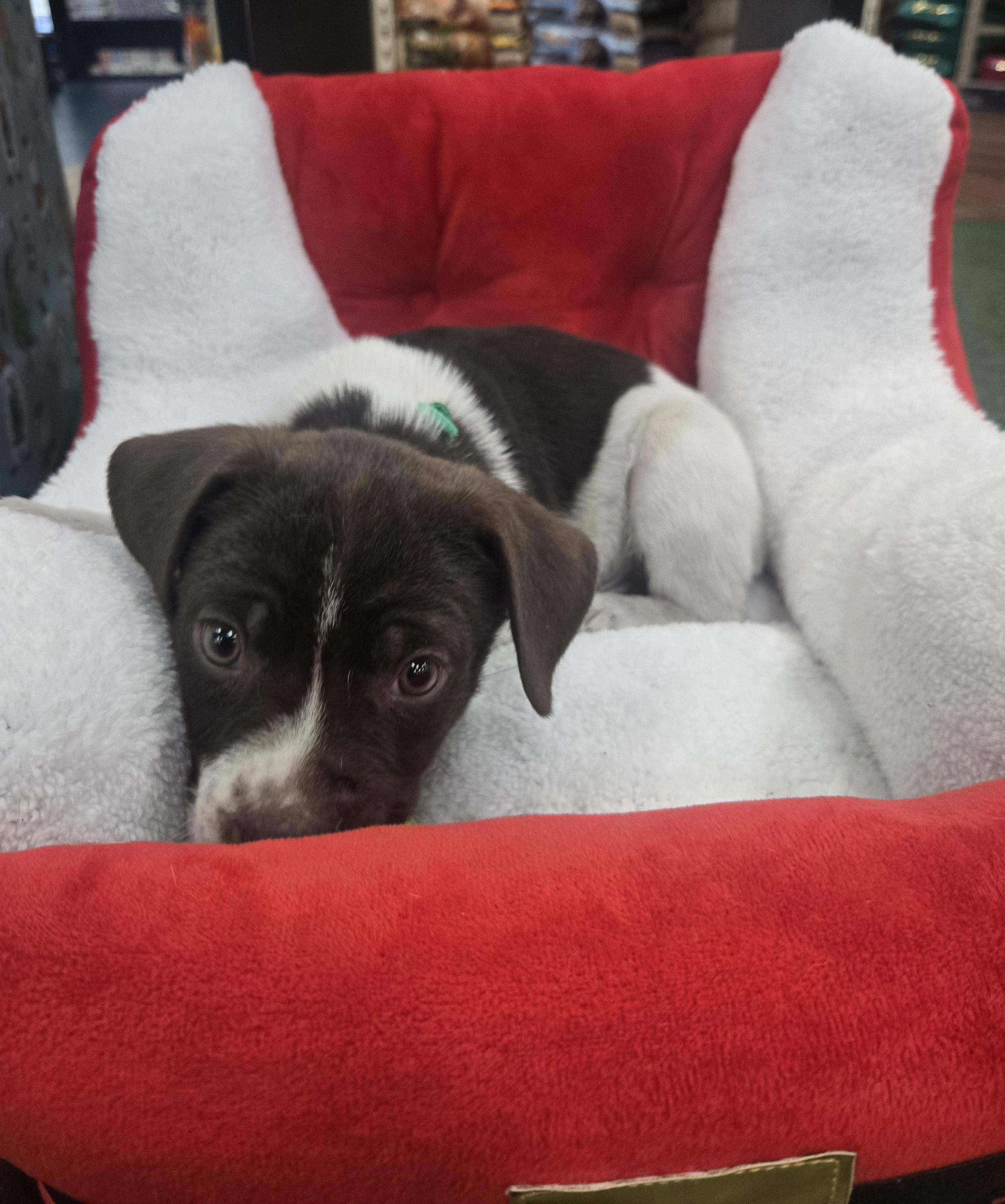 Enlarge Yogi, an adoptable mixed breed in Orlando, FL image 4/6