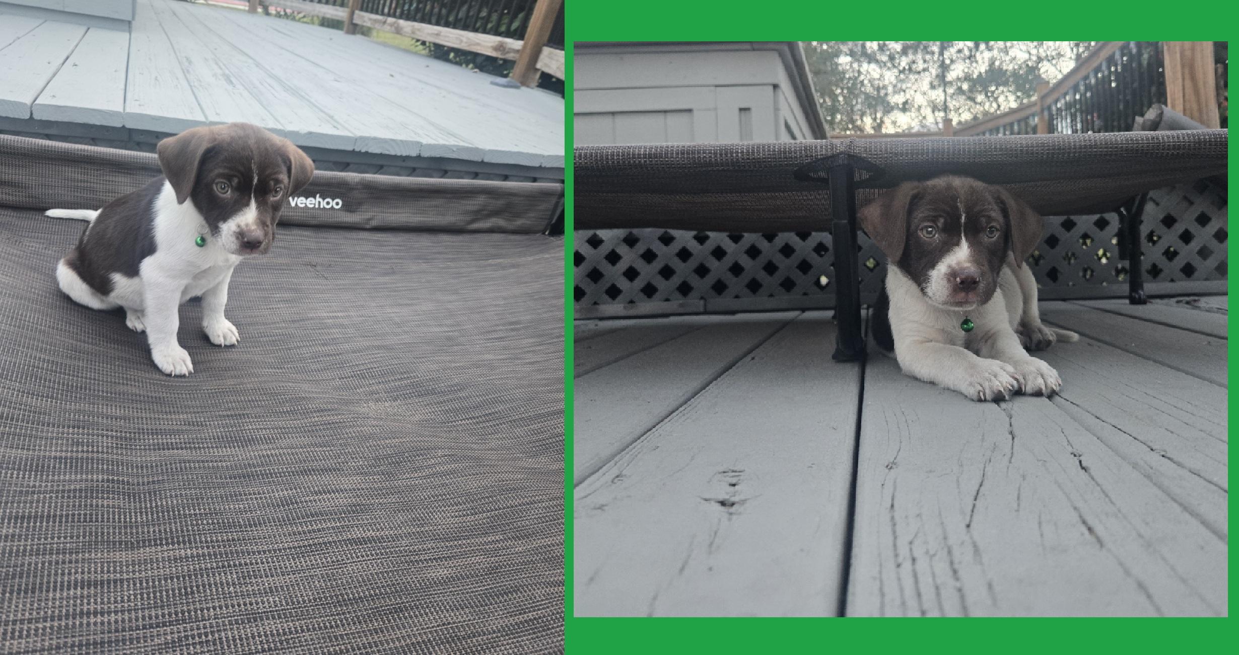 Enlarge Yogi, an adoptable mixed breed in Orlando, FL image 1/6