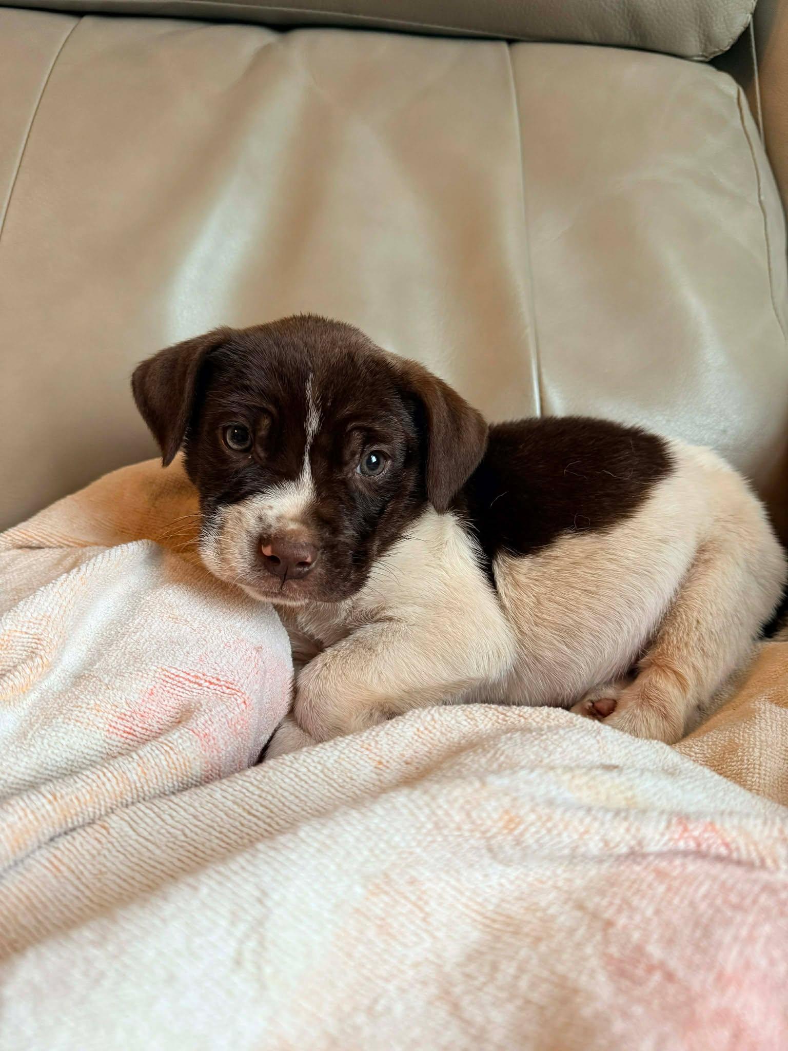 Enlarge Yogi, an adoptable mixed breed in Orlando, FL image 5/6