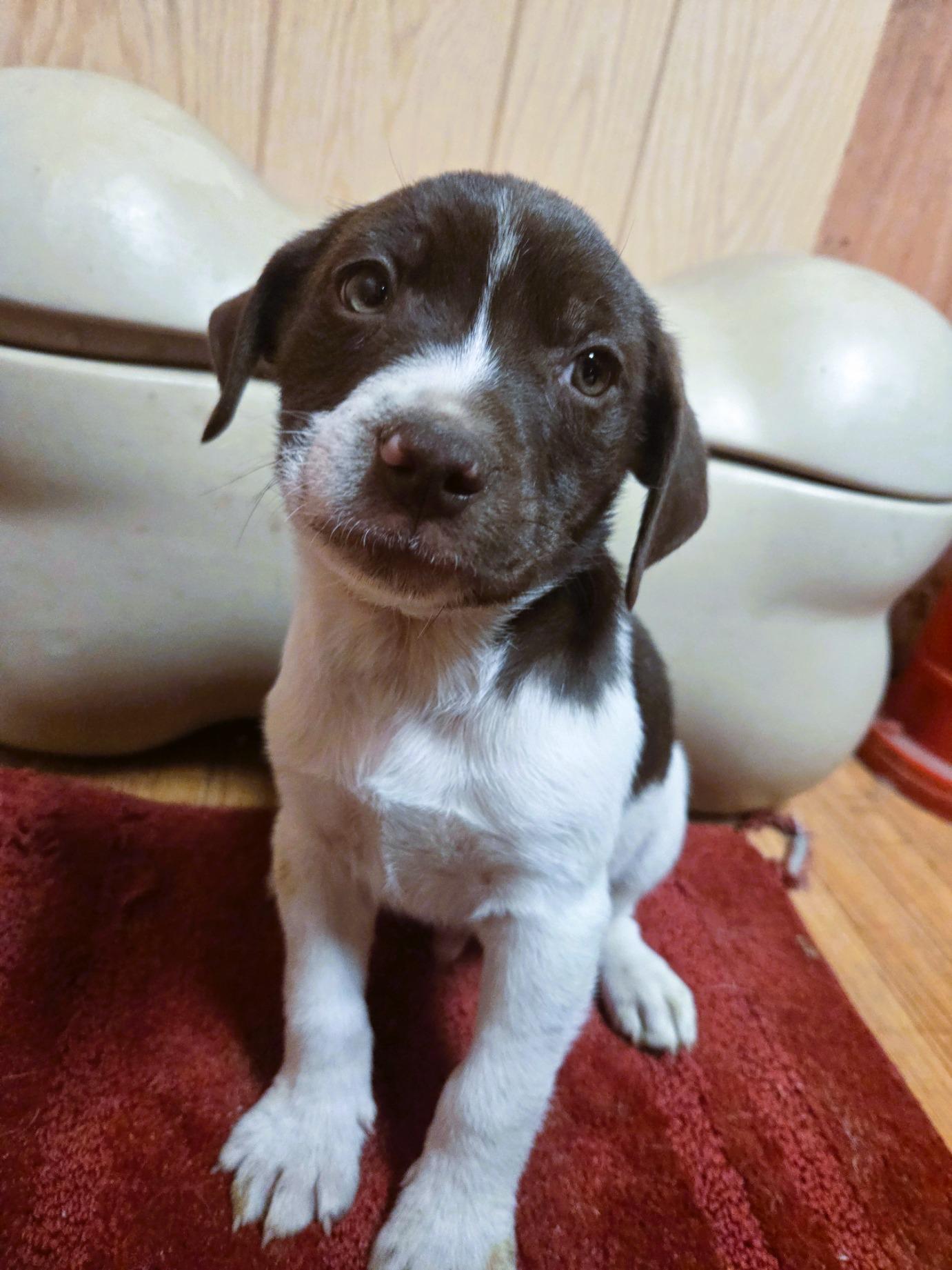 Enlarge Yogi, an adoptable mixed breed in Orlando, FL image 3/6