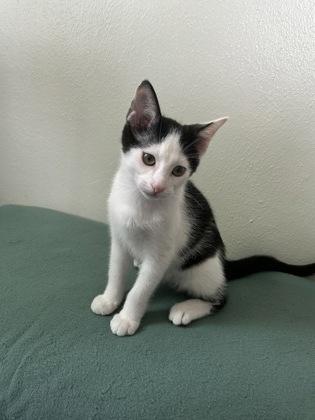 Hulk — thumbnail 2