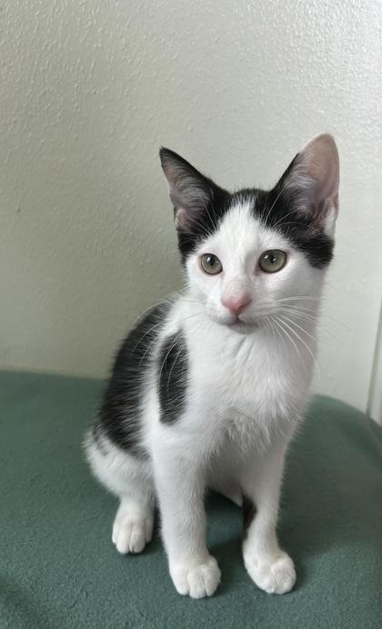 Hulk — thumbnail 3