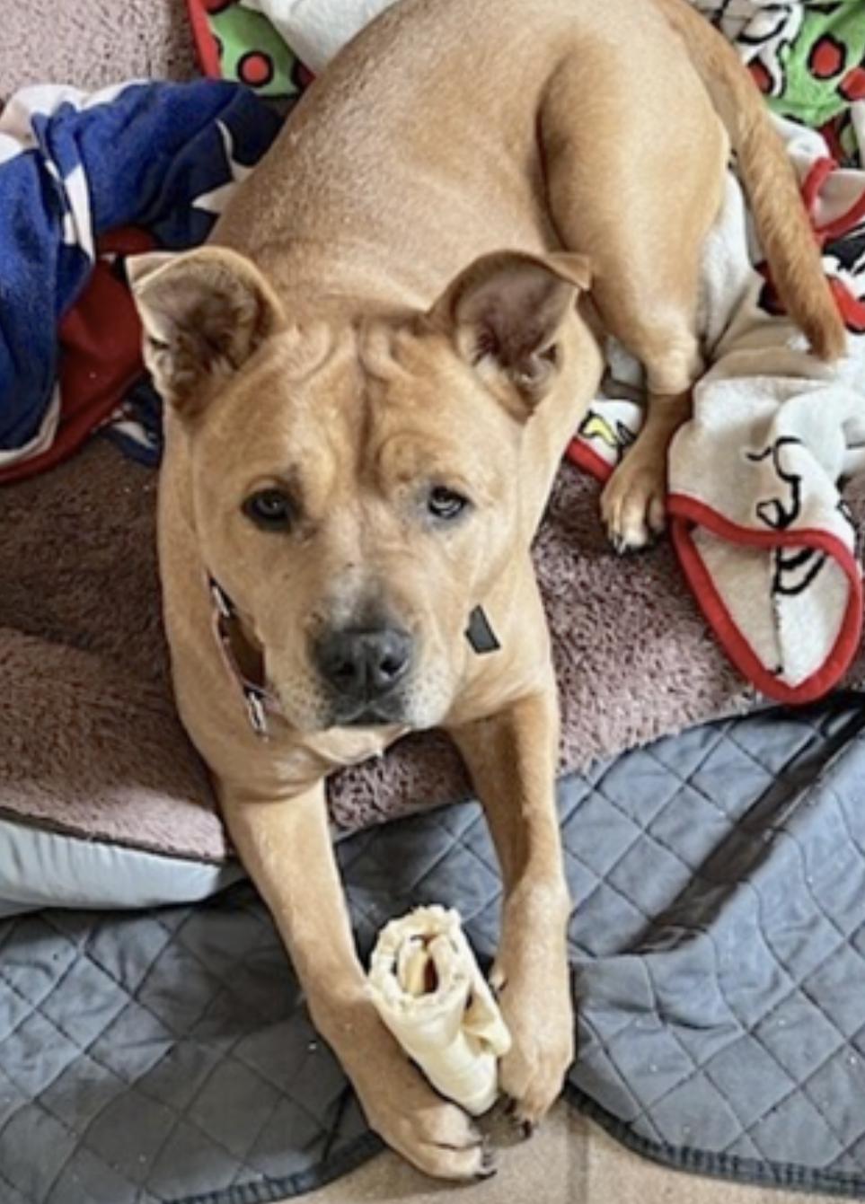 Brandy — thumbnail 3