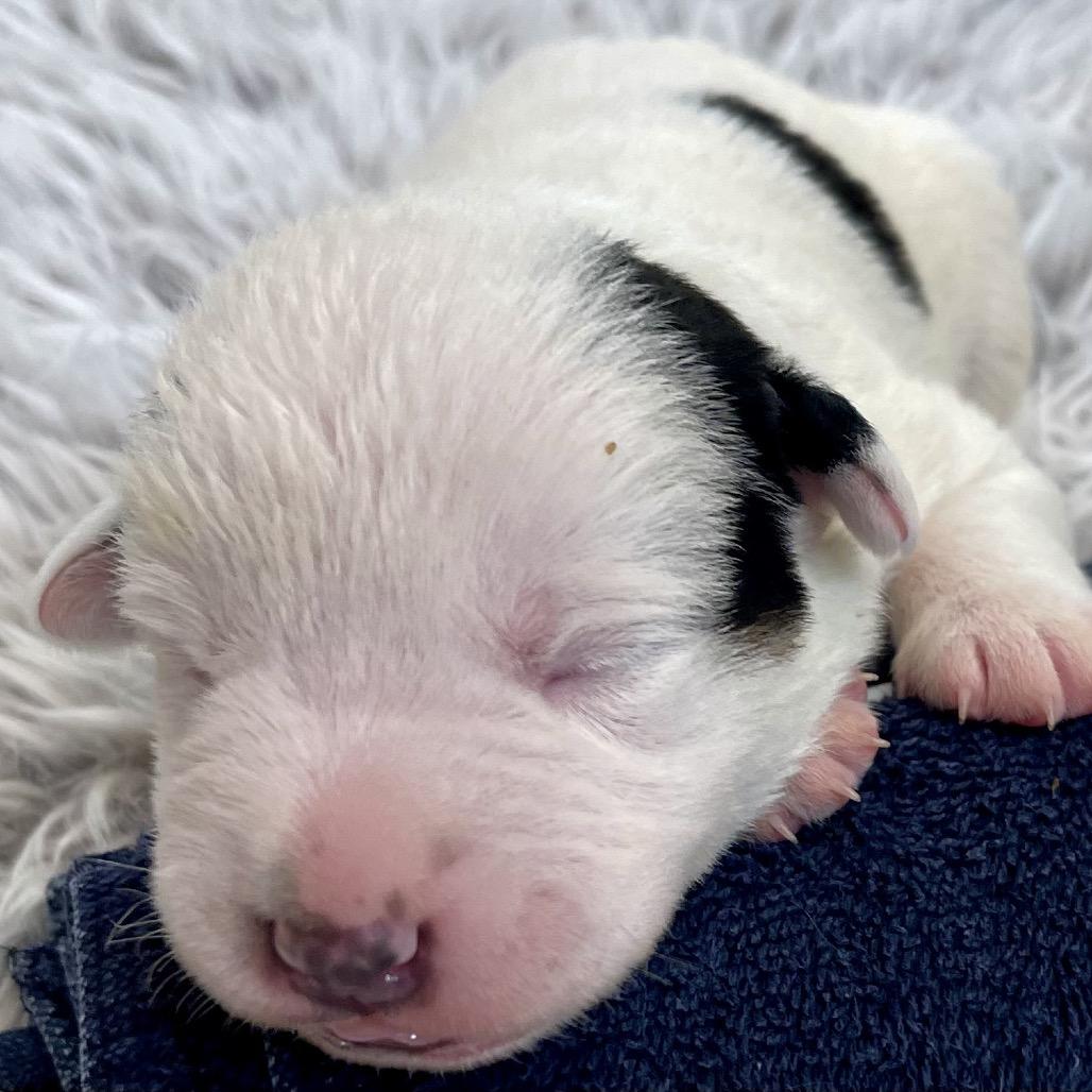 Snoopy, Adoptable, Puppy Male Shepherd & Cattle Dog.