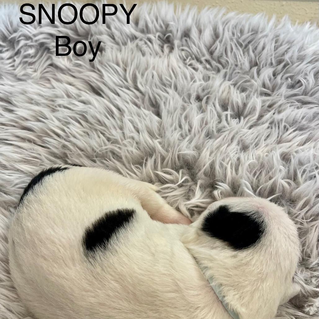 Enlarge Snoopy, a Adoptable mixed breed in Tacoma, WA image 2/2
