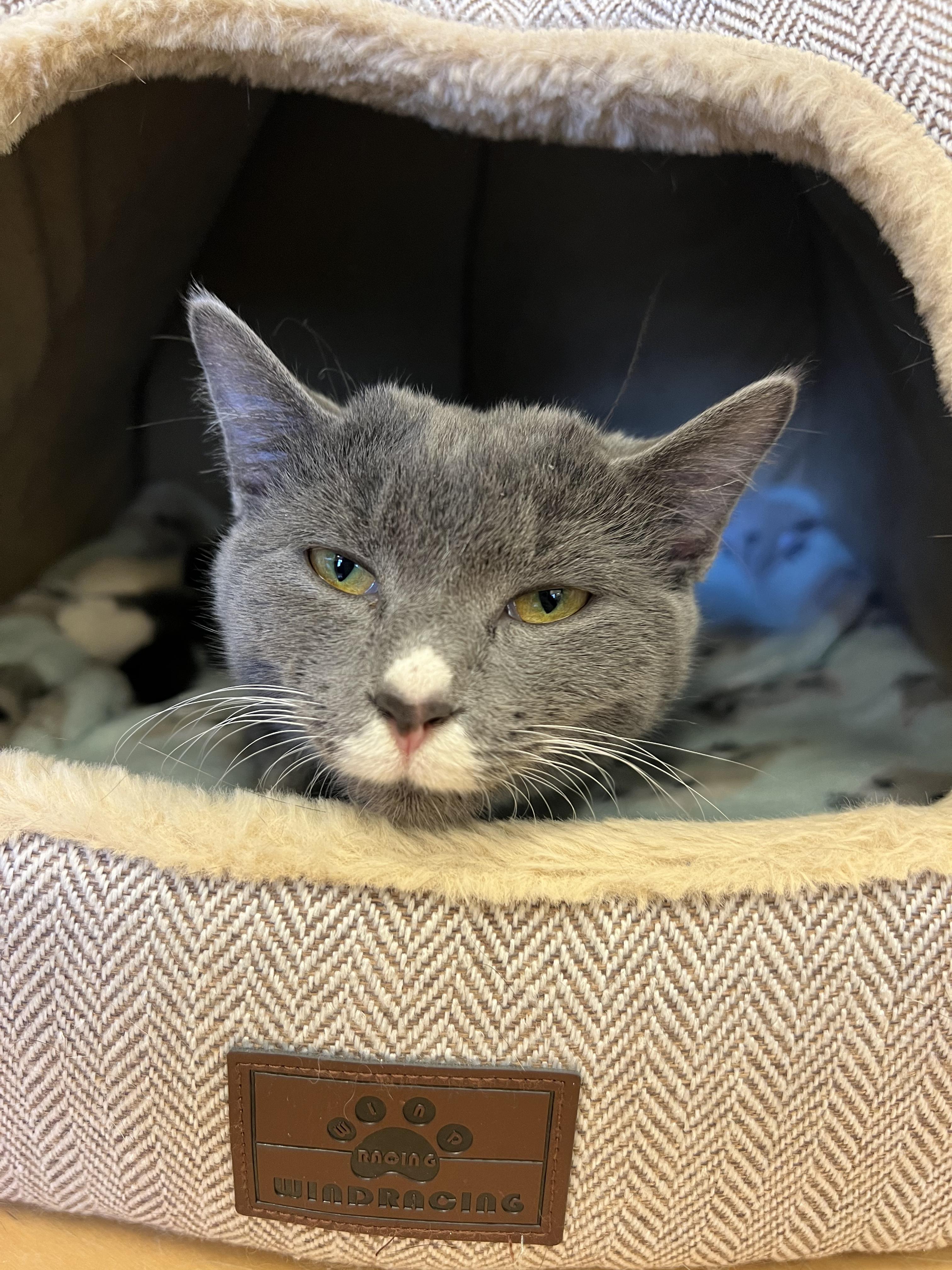 Enlarge Winterberry , a ADOPTABLE Domestic Short Hair in Bristol, RI image 1/3