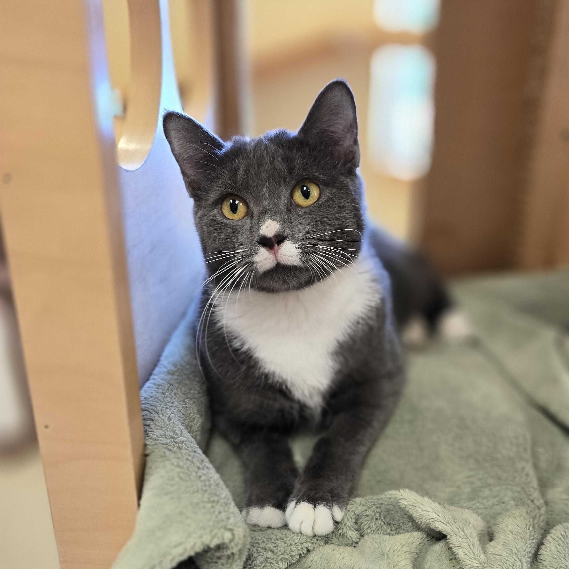 Enlarge Winterberry , a ADOPTABLE Domestic Short Hair in Bristol, RI image 2/3