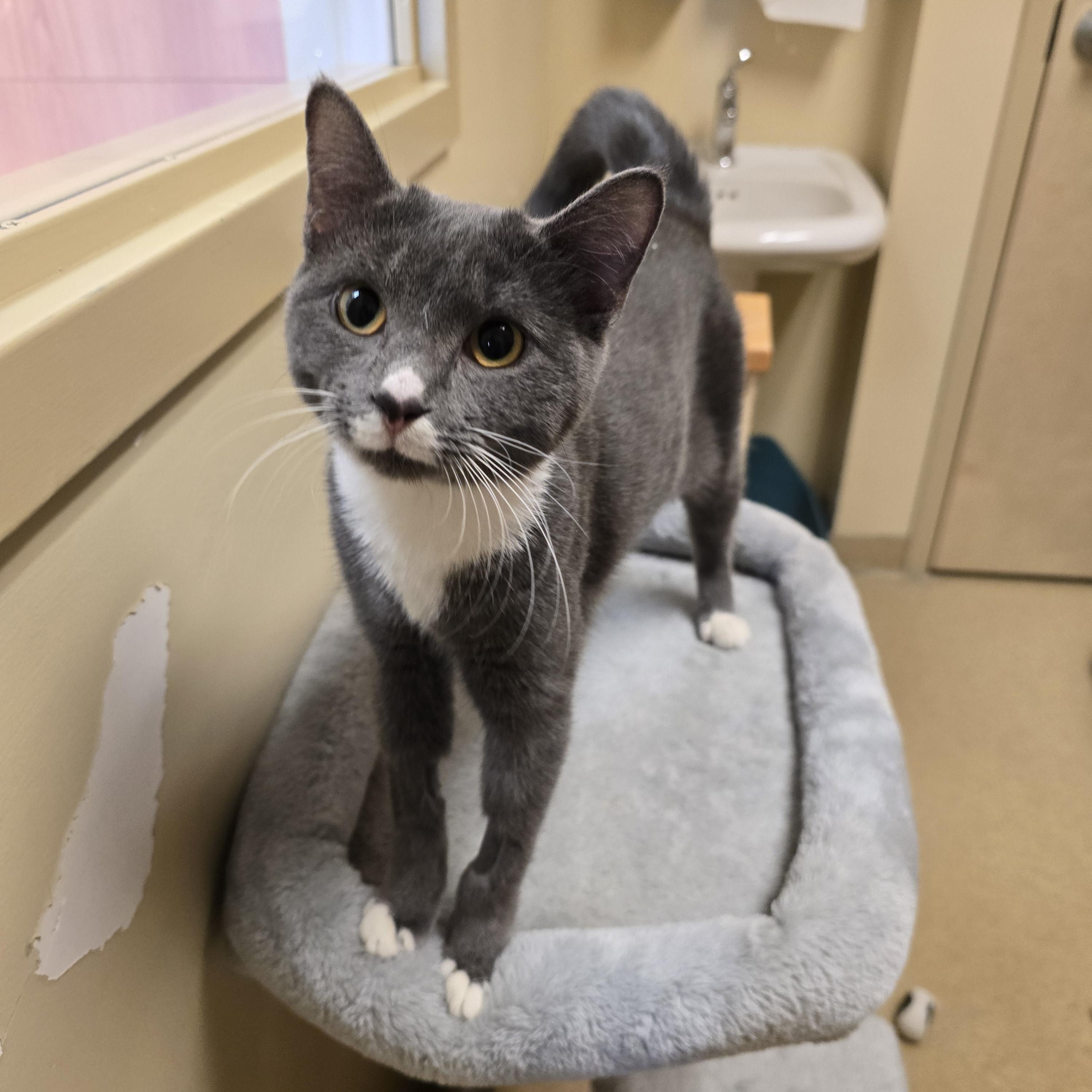 Enlarge Winterberry , a ADOPTABLE Domestic Short Hair in Bristol, RI image 3/3