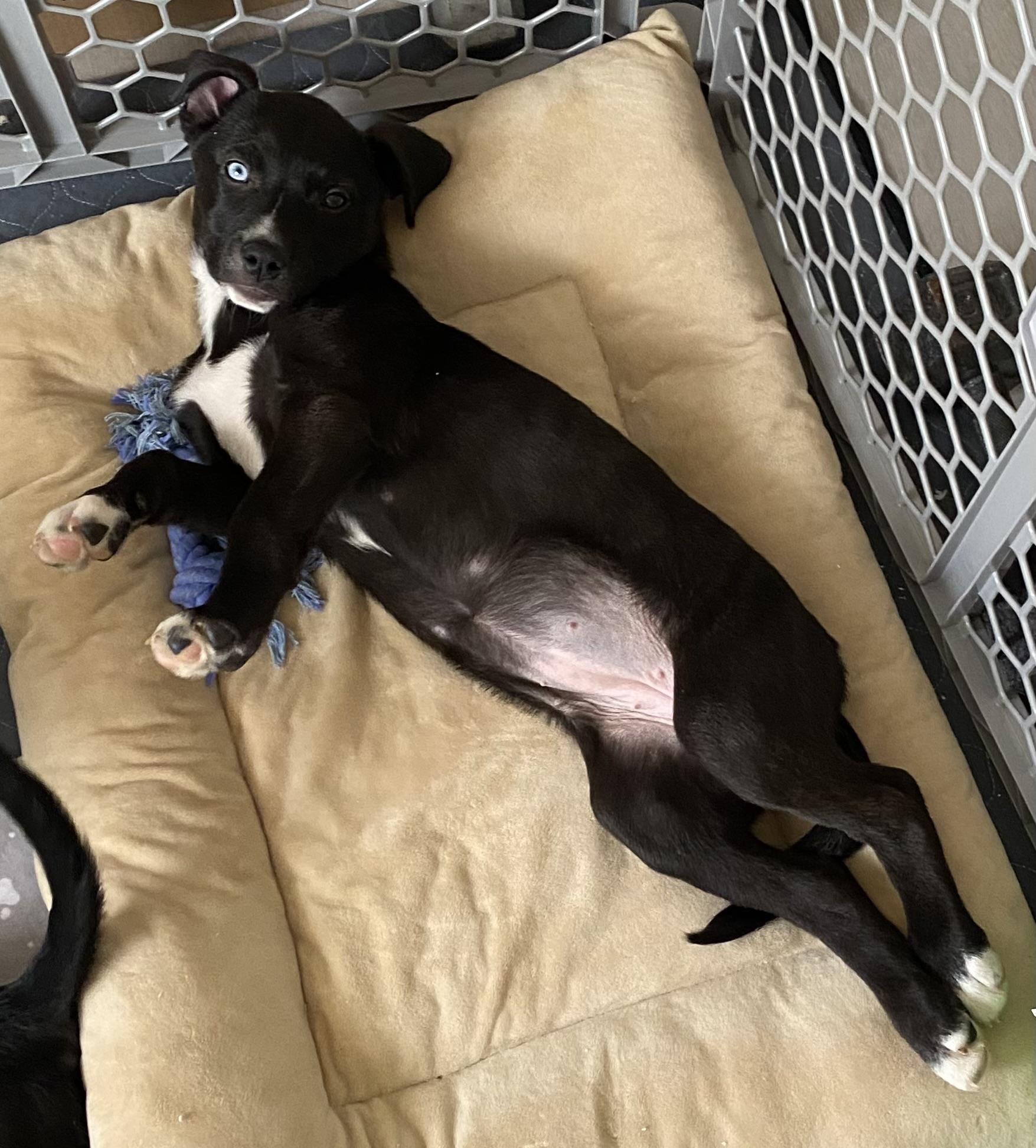 Enlarge Sweet Pea, a Adoptable mixed breed in Seville, OH image 2/2