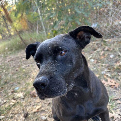 Hope, Adoptable, Adult Female Mixed Breed.
