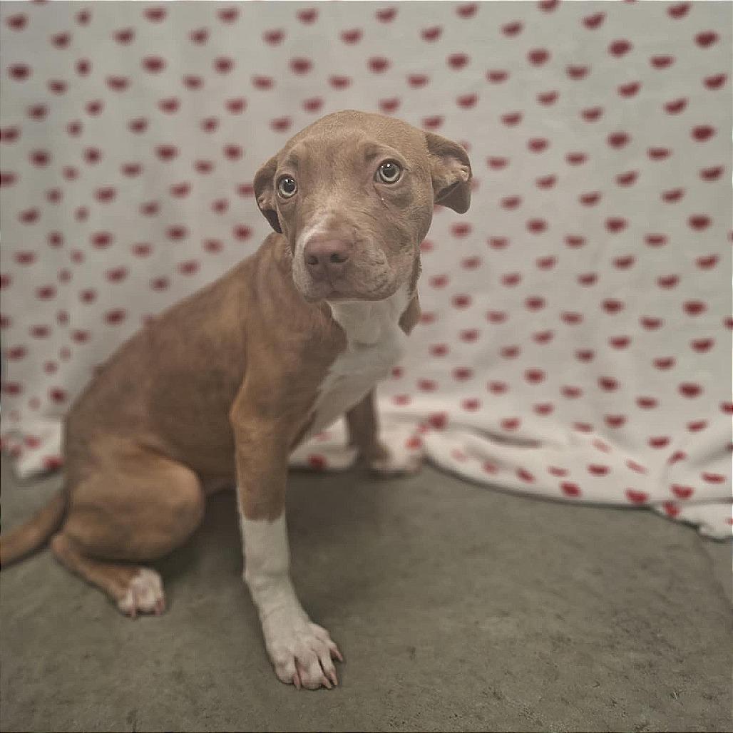 Hela, Adoptable, Puppy Female Pit Bull Terrier.