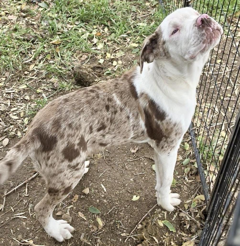 Enlarge Otis, a Adoptable mixed breed in Pocatello, ID image 3/4