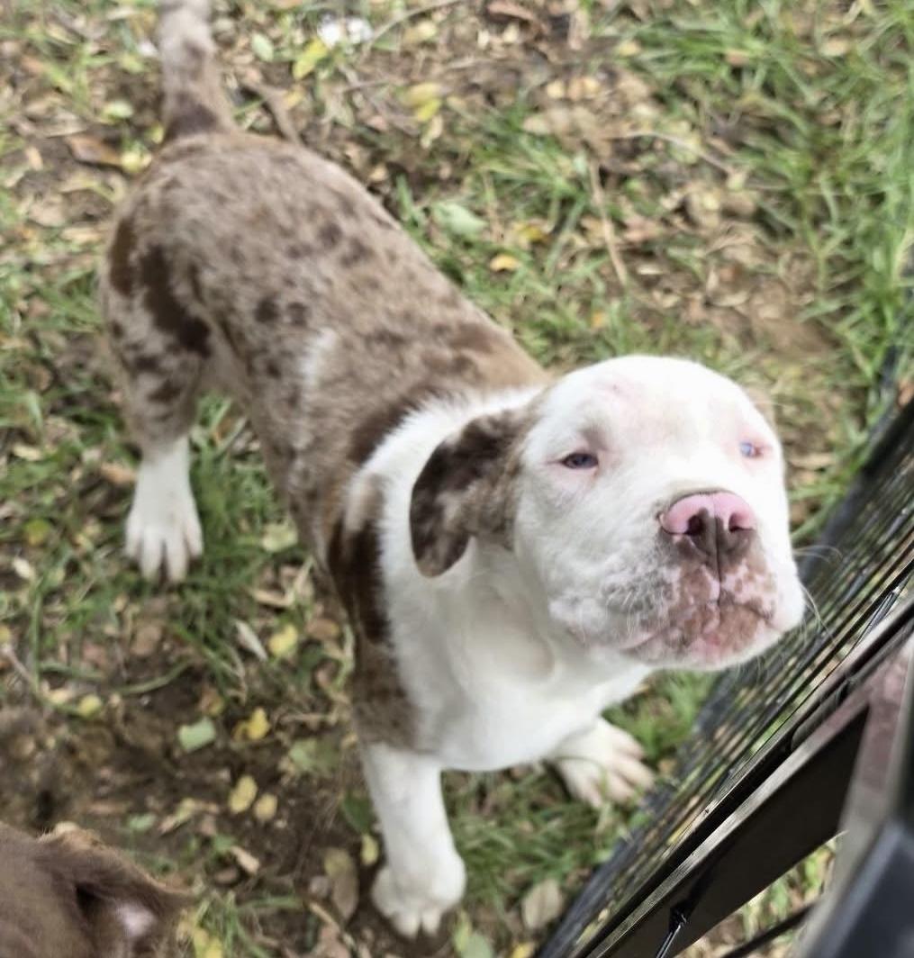 Otis, Adoptable, Puppy Male Mastiff & American Bulldog.