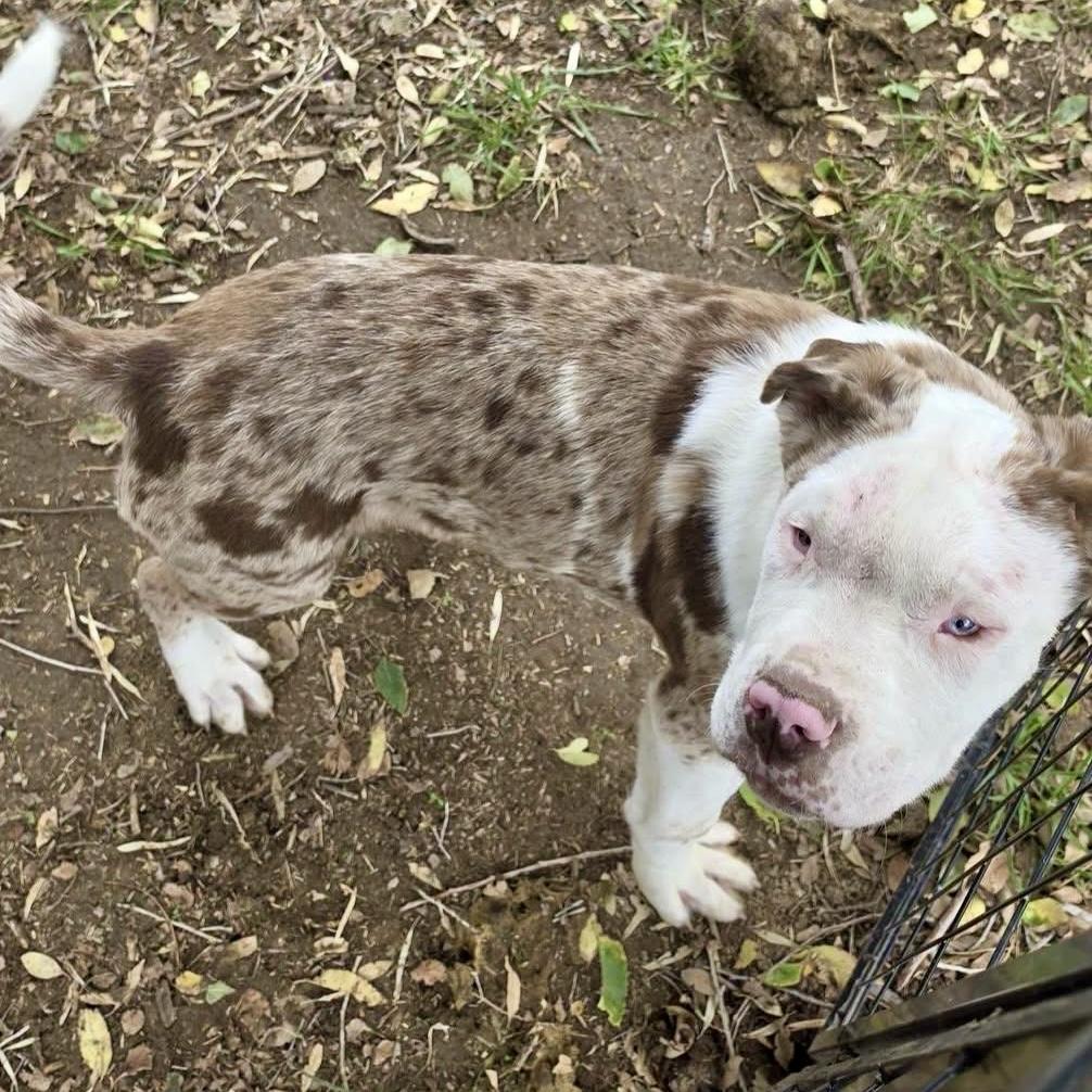 Enlarge Otis, a Adoptable mixed breed in Pocatello, ID image 4/4
