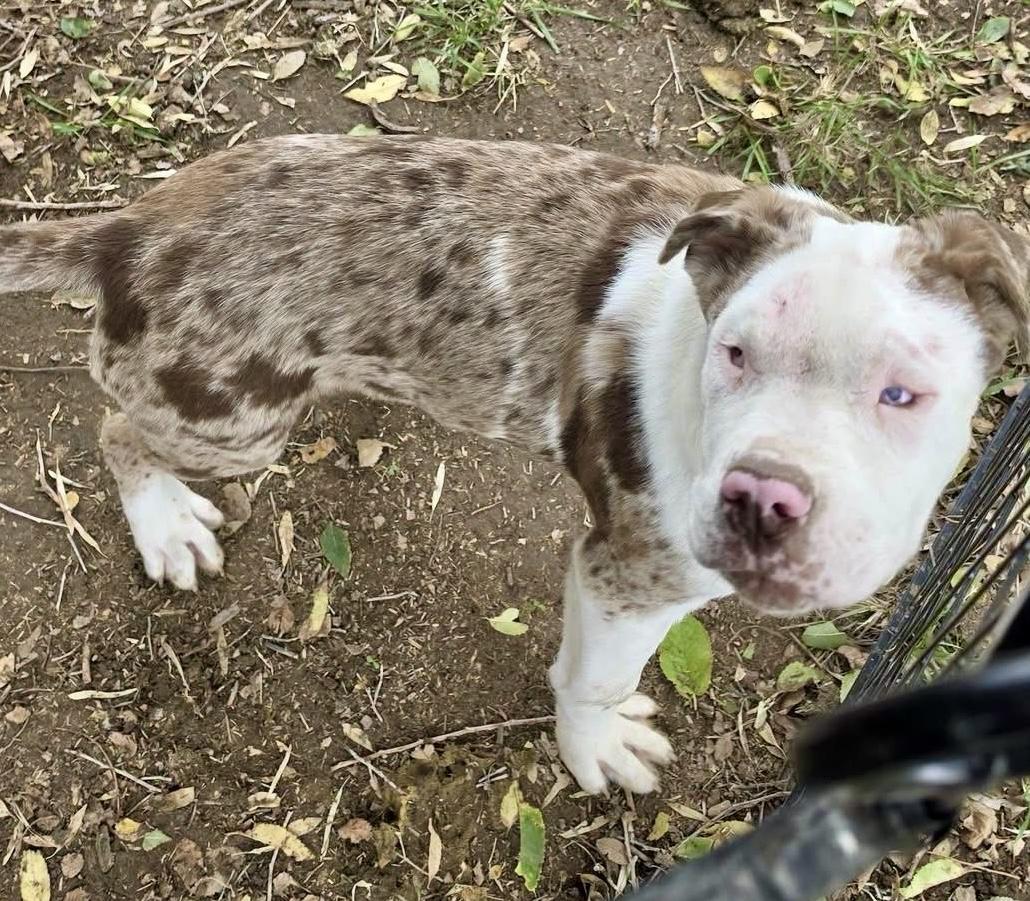 Enlarge Otis, a Adoptable mixed breed in Pocatello, ID image 2/4
