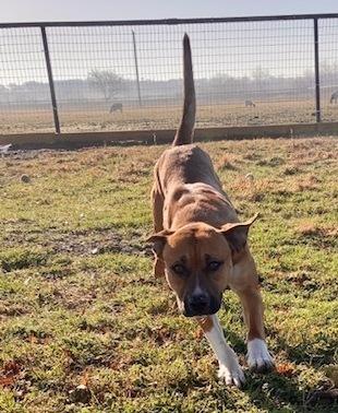 Enlarge Charity, a Adoptable mixed breed in Sanger, TX image 1/5