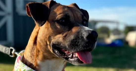 Enlarge Charity, a Adoptable mixed breed in Sanger, TX image 2/5