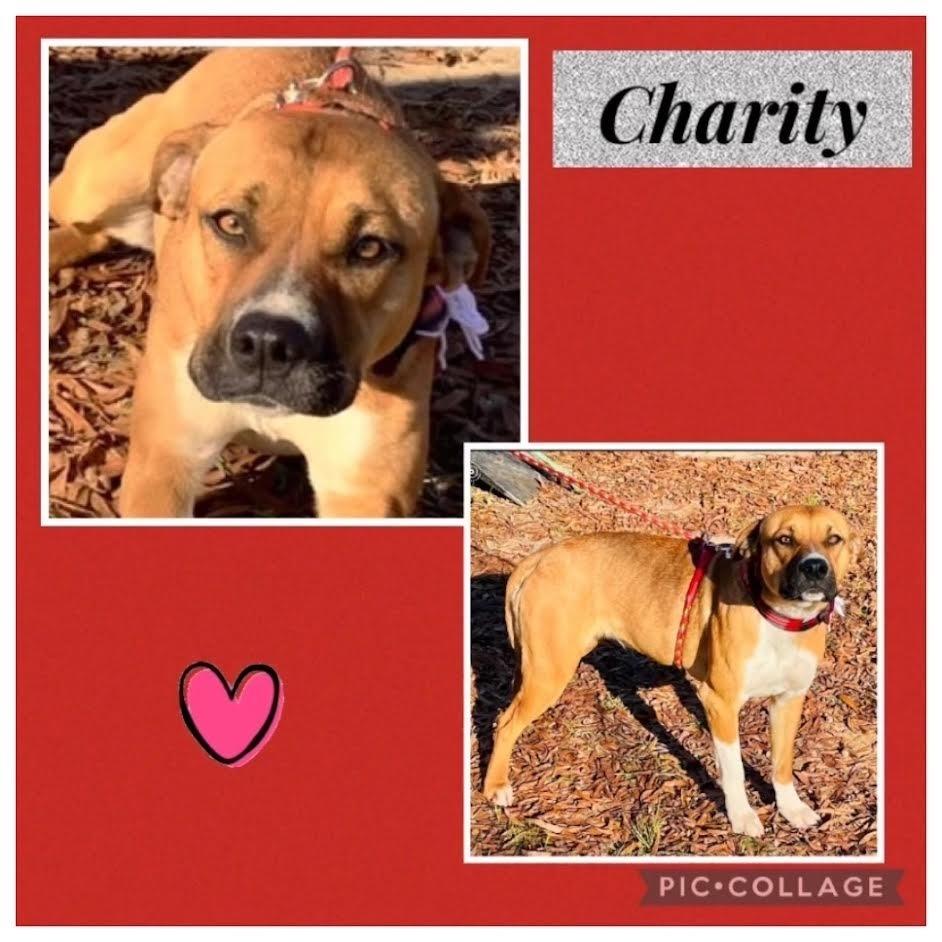 Enlarge Charity, a Adoptable mixed breed in Sanger, TX image 3/5