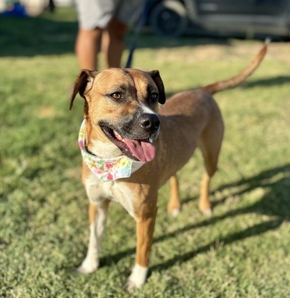 Enlarge Charity, a Adoptable mixed breed in Sanger, TX image 4/5