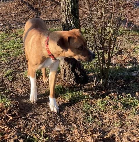 Enlarge Charity, a Adoptable mixed breed in Sanger, TX image 5/5