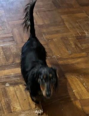 Enlarge SASSY, a ADOPTABLE Dachshund in Georgetown, KY image 3/3