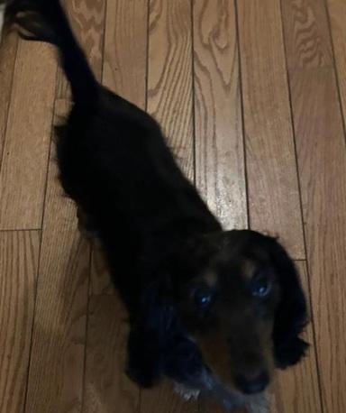 Enlarge SASSY, a ADOPTABLE Dachshund in Georgetown, KY image 2/3