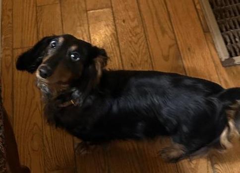 Enlarge SASSY, a ADOPTABLE Dachshund in Georgetown, KY image 1/3