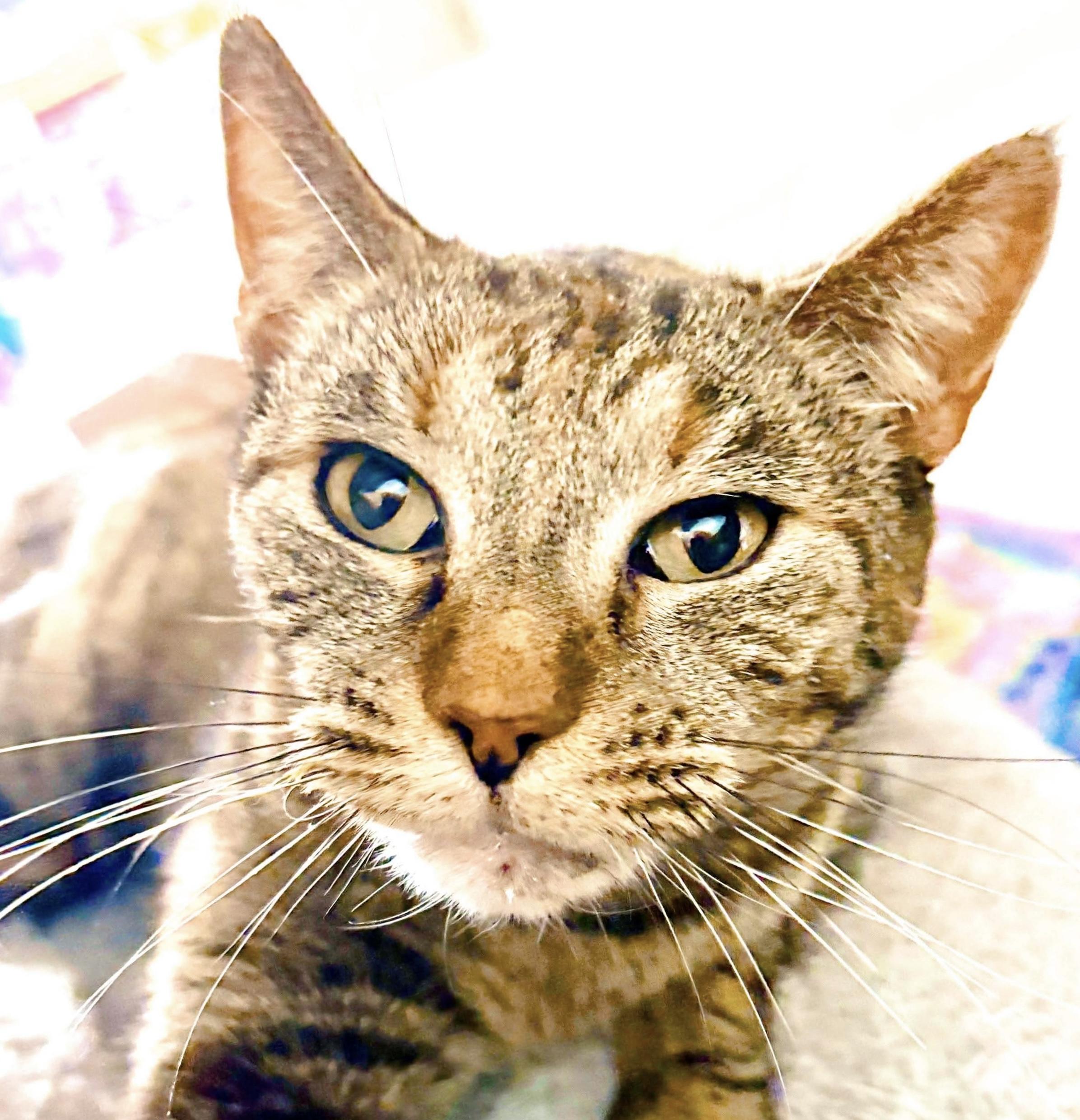 Tiramisu, an adopted mixed breed in Philadelphia, PA image 1/4