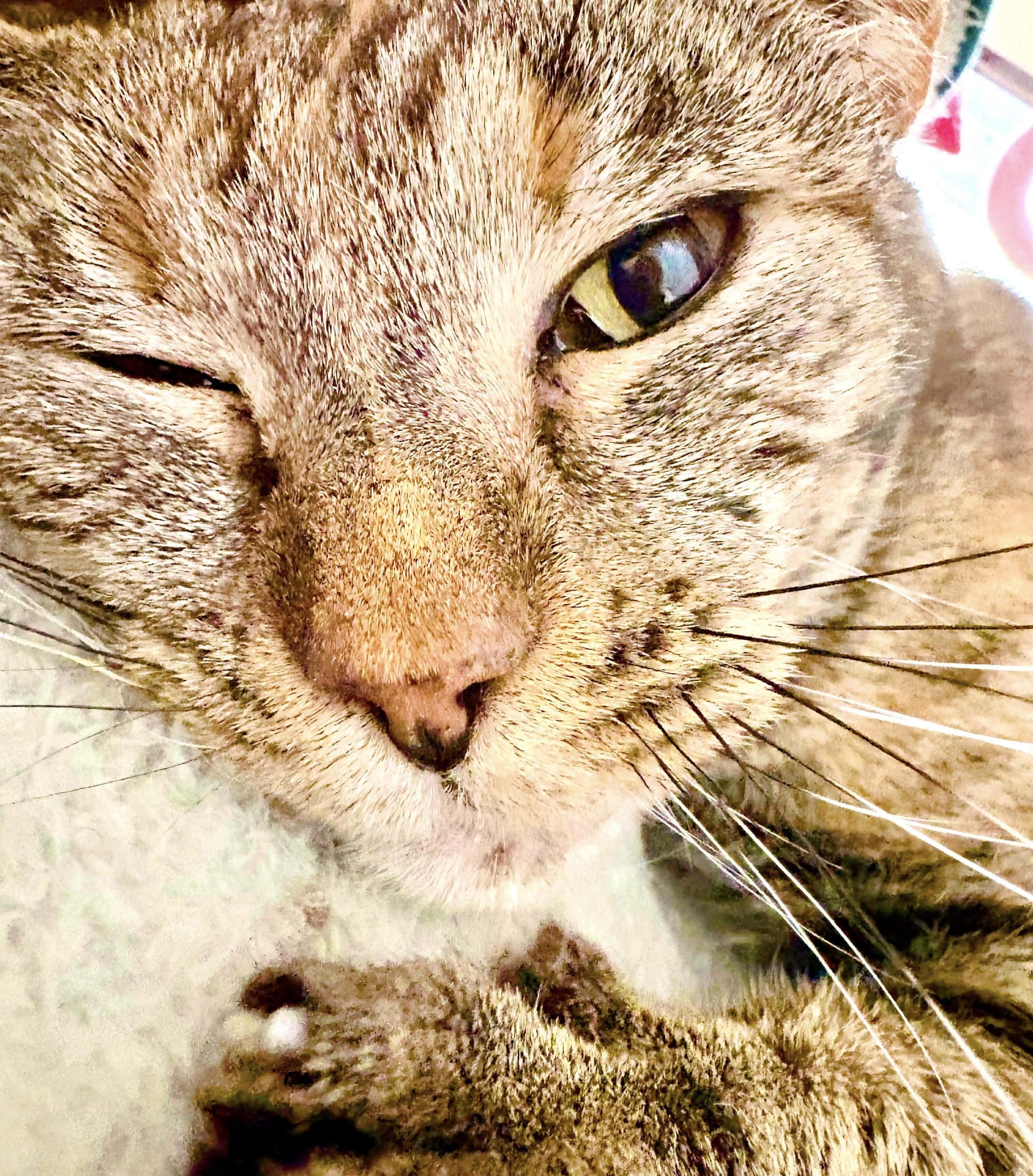 Tiramisu, an adopted mixed breed in Philadelphia, PA image 4/4