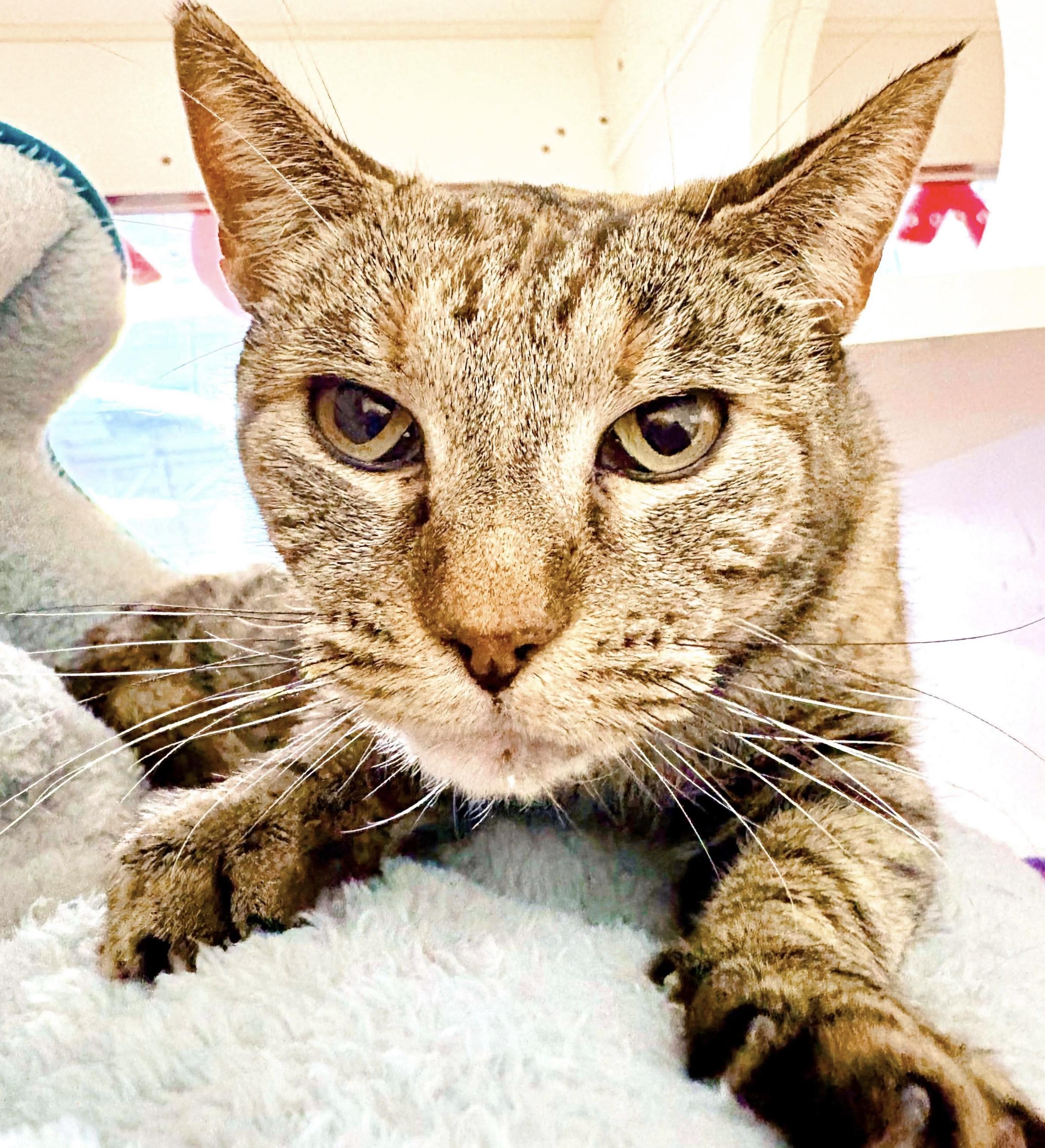 Tiramisu, an adopted mixed breed in Philadelphia, PA image 3/4