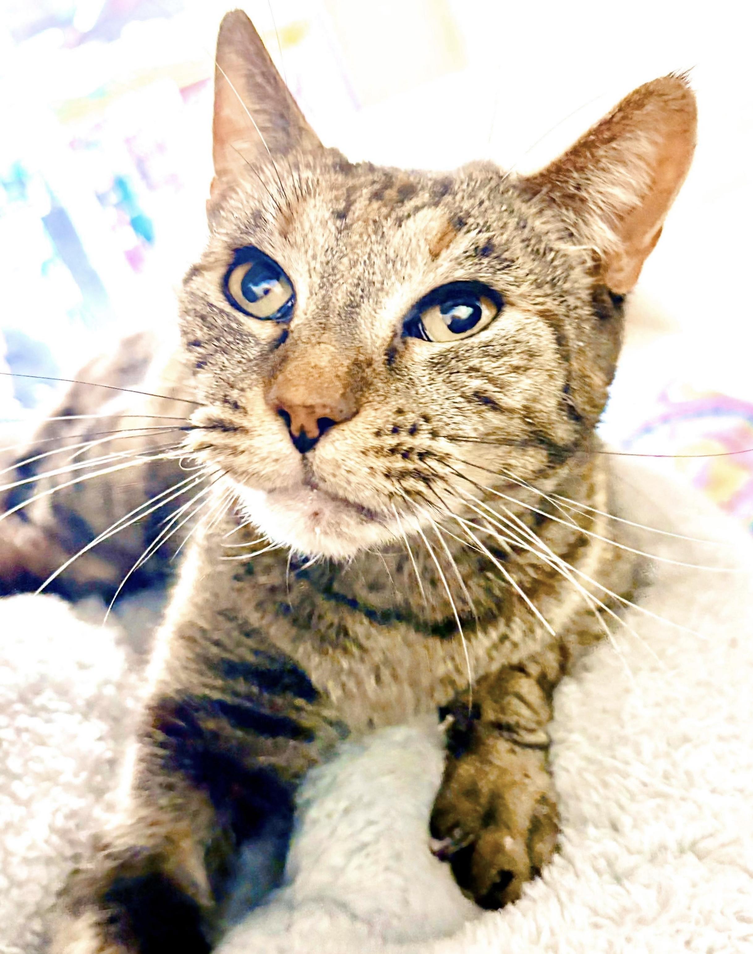 Tiramisu, an adopted mixed breed in Philadelphia, PA image 2/4