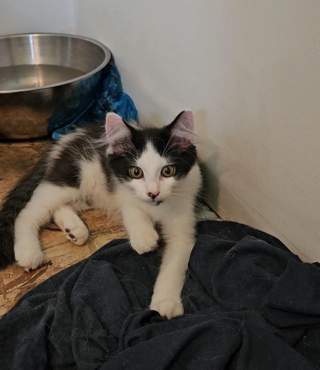 Bella, Adopted, Kitten Female Domestic Long Hair.