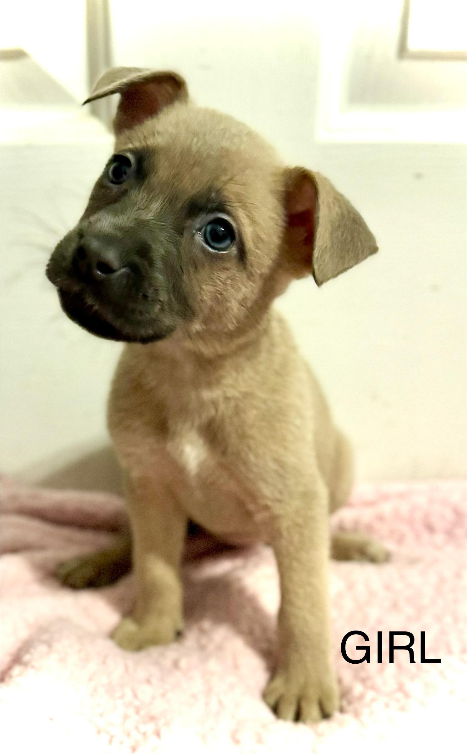 Ginger (Sweets litter), adopted, Puppy Female Pit Bull Terrier & Labrador Retriever.