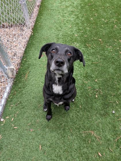 Bruno, Adoptable, Senior Male Labrador Retriever & Mixed Breed.