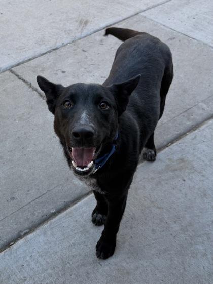Enlarge Amos, a ADOPTABLE mixed breed in Fort Collins, CO image 3/6
