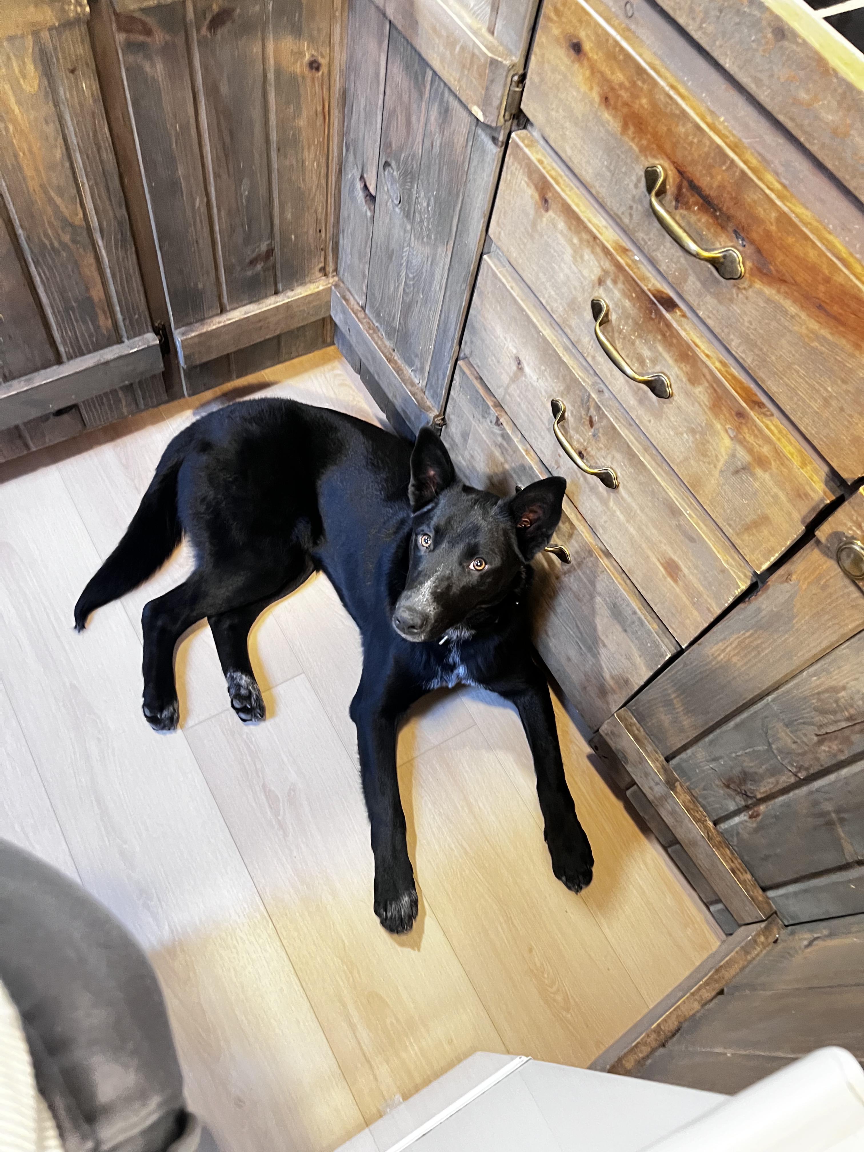 Enlarge Amos, a ADOPTABLE mixed breed in Fort Collins, CO image 1/6