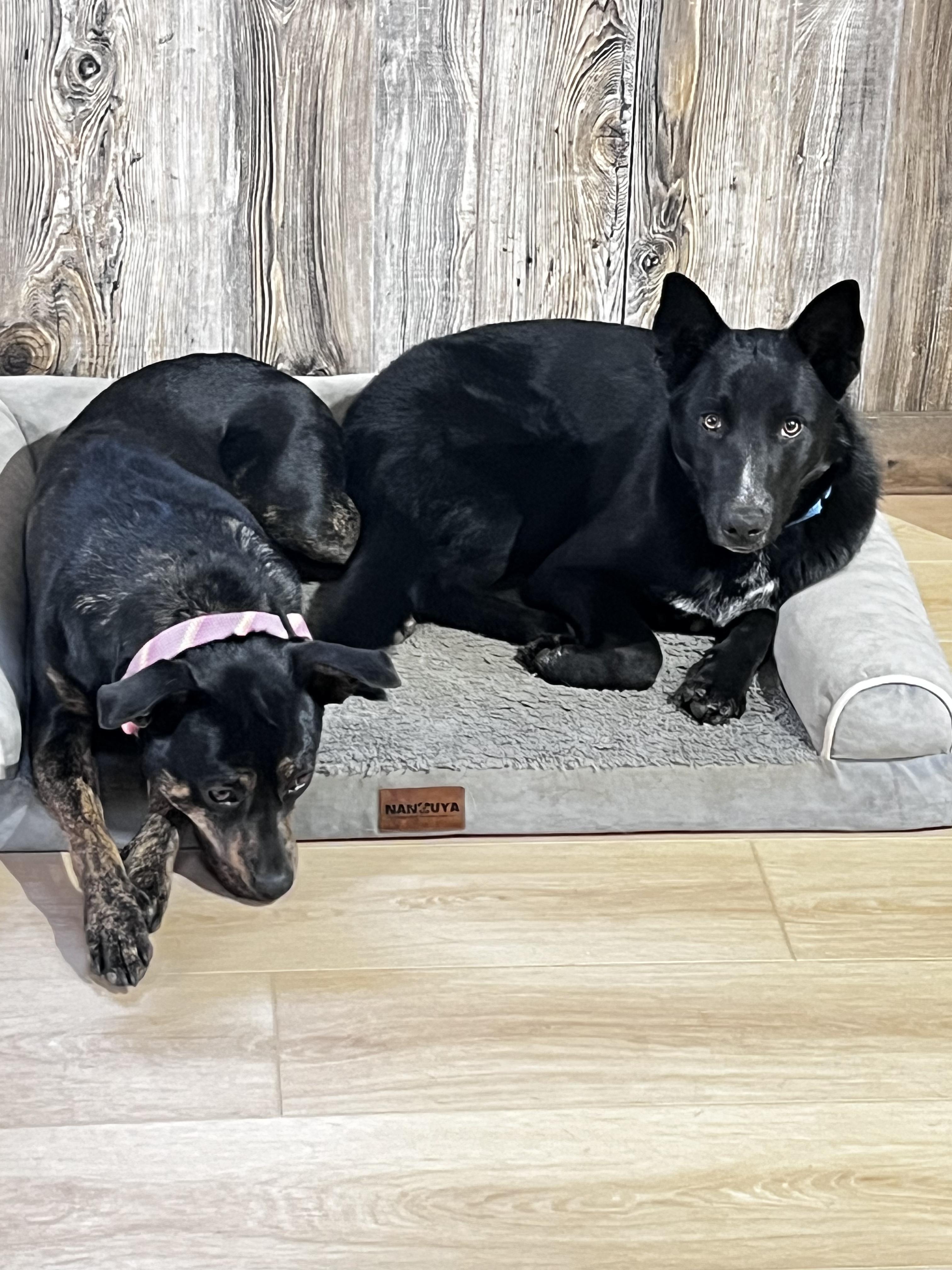 Enlarge Amos, a ADOPTABLE mixed breed in Fort Collins, CO image 6/6