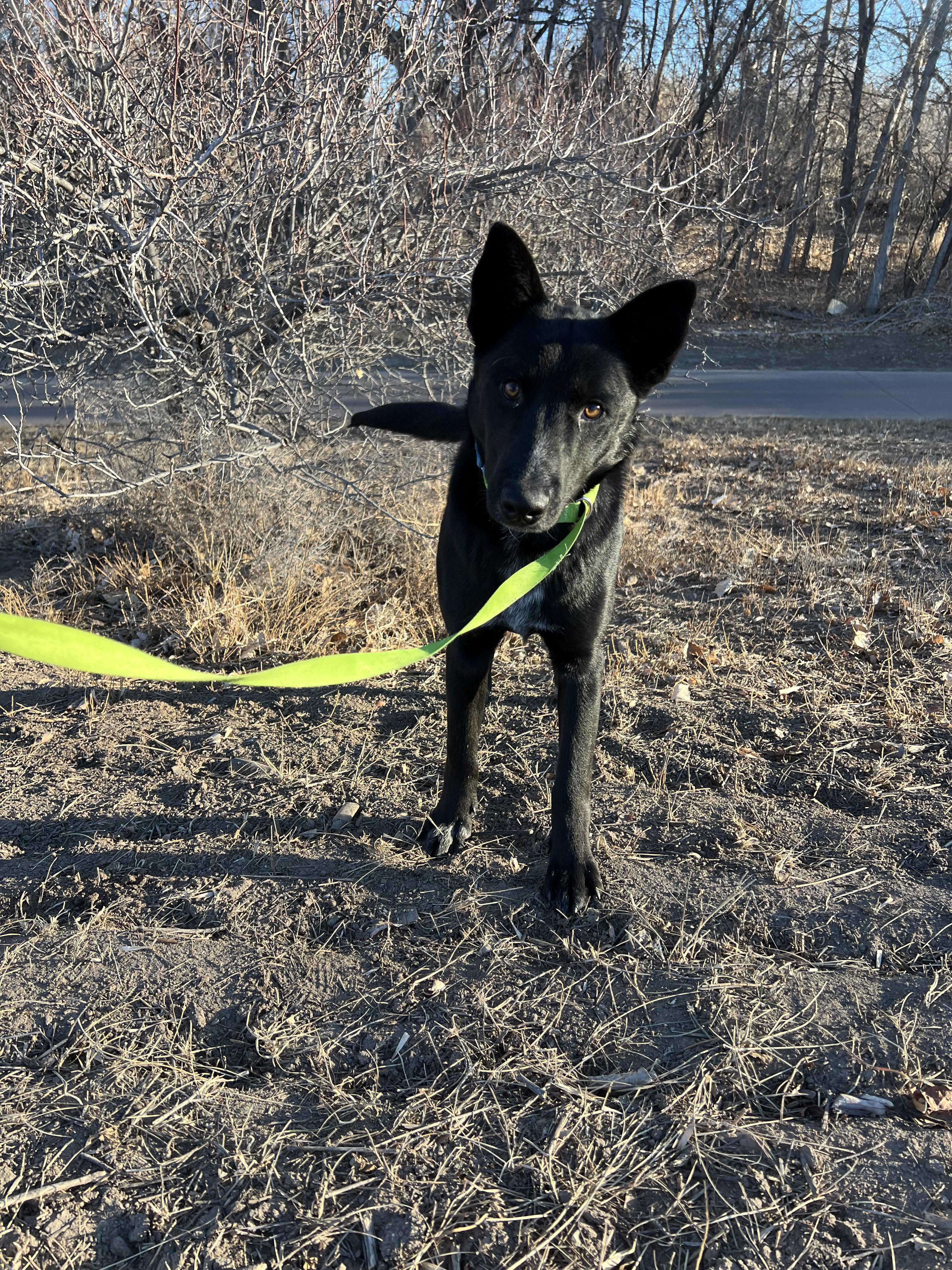 Enlarge Amos, a ADOPTABLE mixed breed in Fort Collins, CO image 4/6